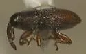 Apinocis planiusculus - photo 3