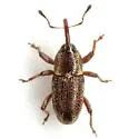 Apinocis saccharidis - photo 4