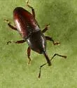 Apinocis subnudus - Apinocis subnudus