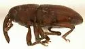 Apinocis subnudus - photo 3