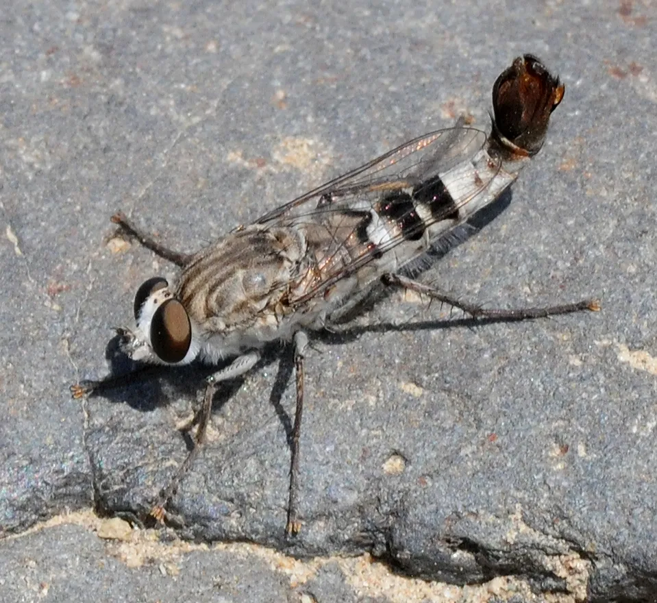 Apiocera barri