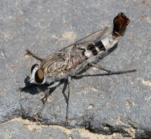 Apiocera barri - photo 2