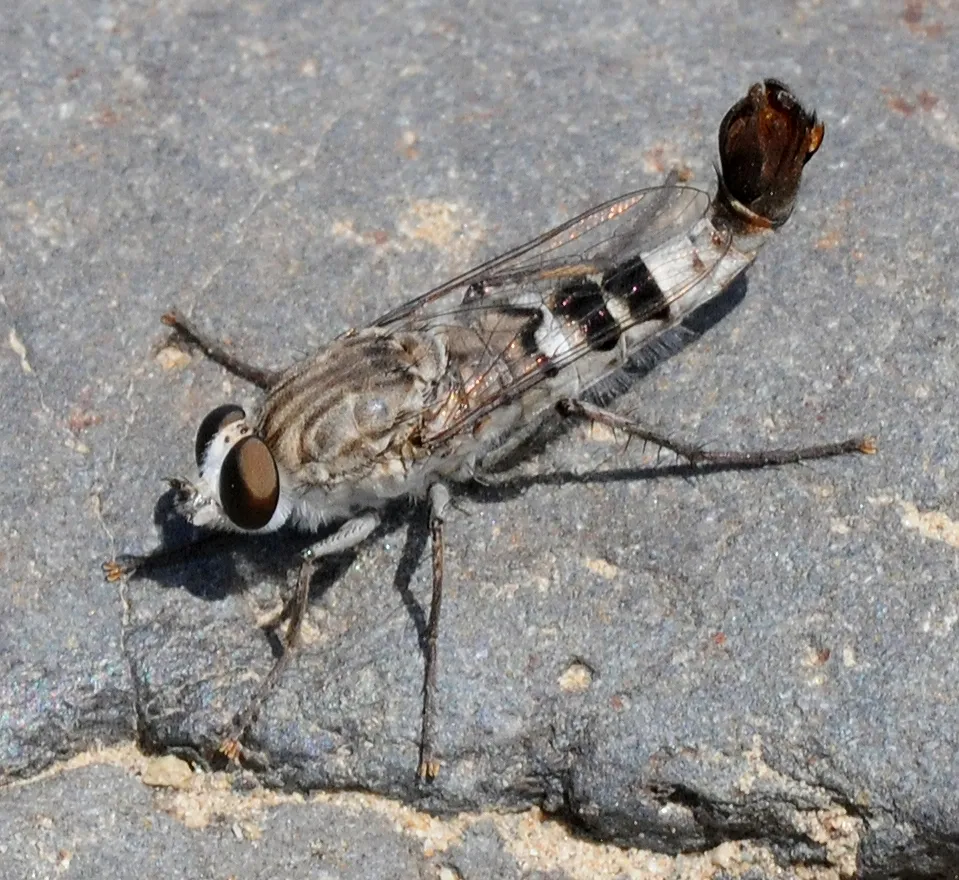 Apiocera barri - photo 3