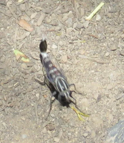 Apiocera braunsi