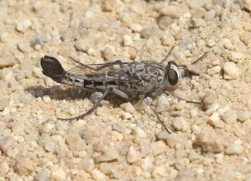 Apiocera chrysolasia - photo 2