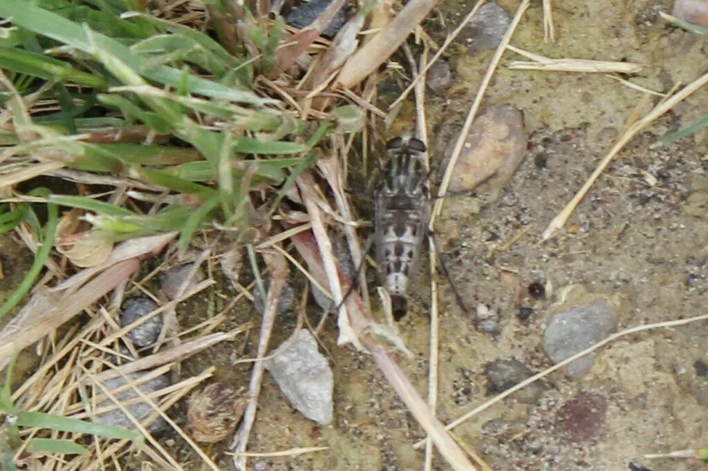 Apiocera haruspex - photo 3