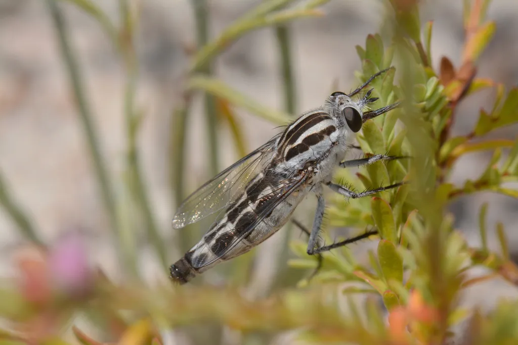Apiocera longitudinalis - photo 2
