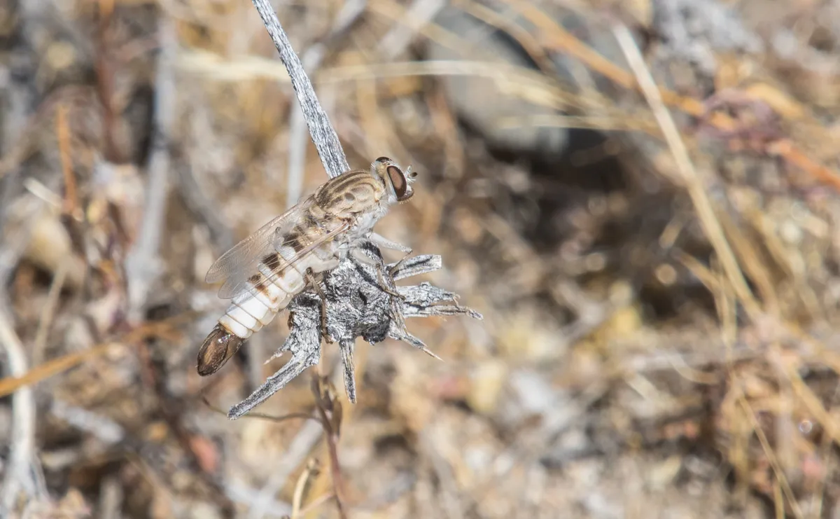 Apiocera macswaini