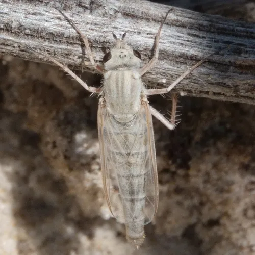 Apiocera maritima