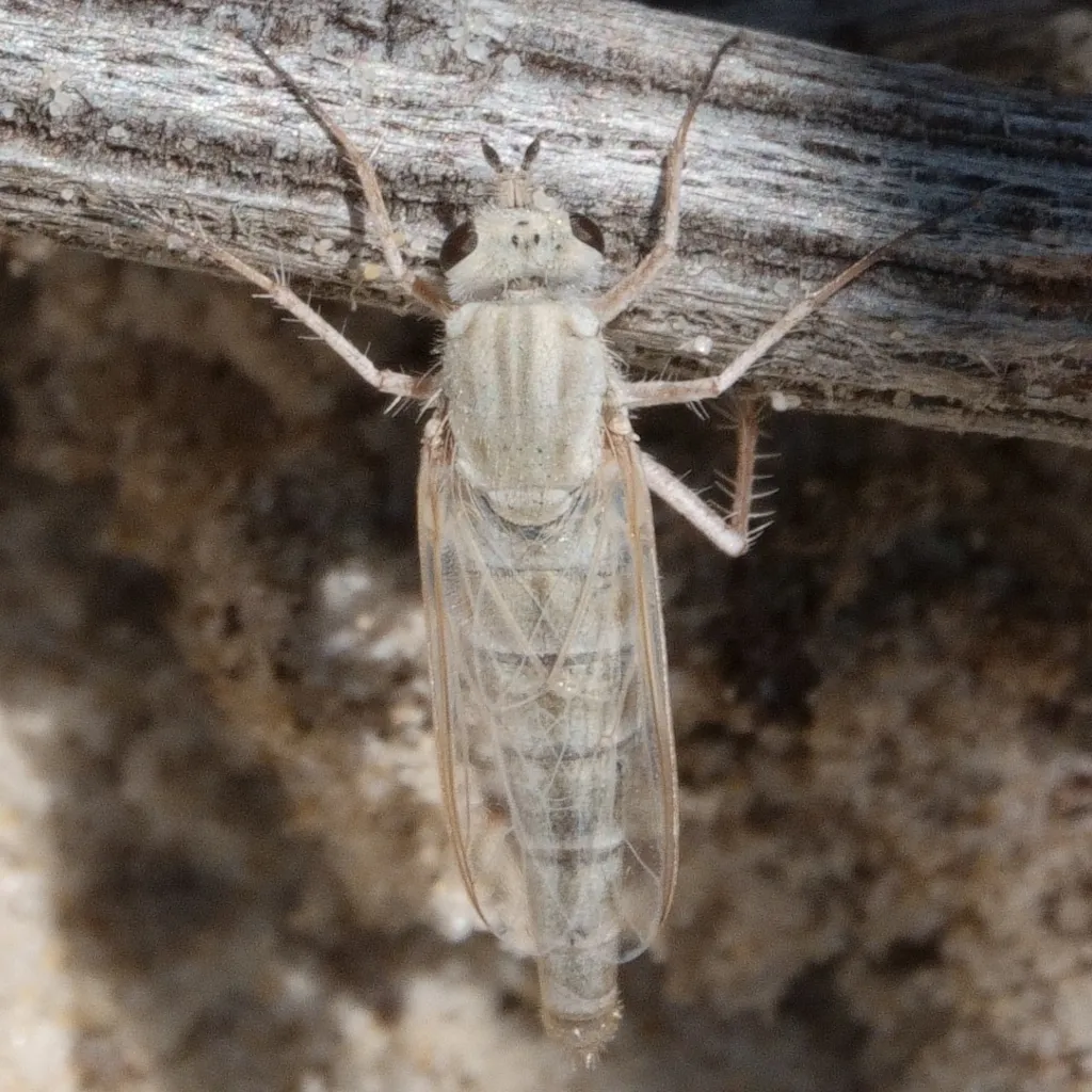 Apiocera maritima - photo 2