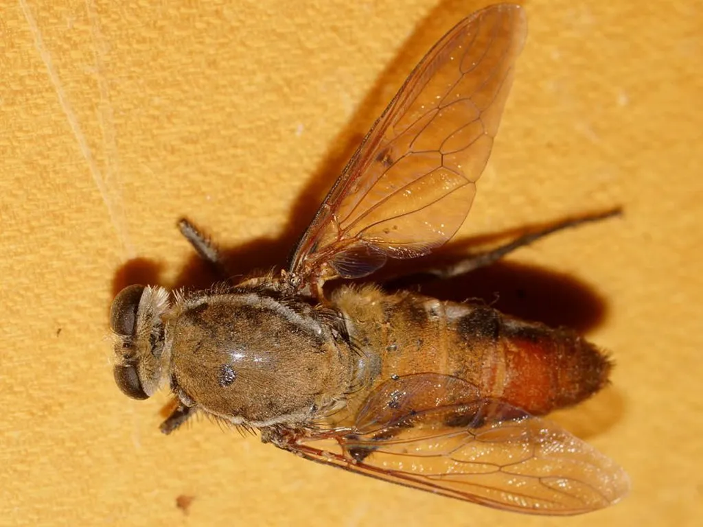 Apiocera maxima - photo 3