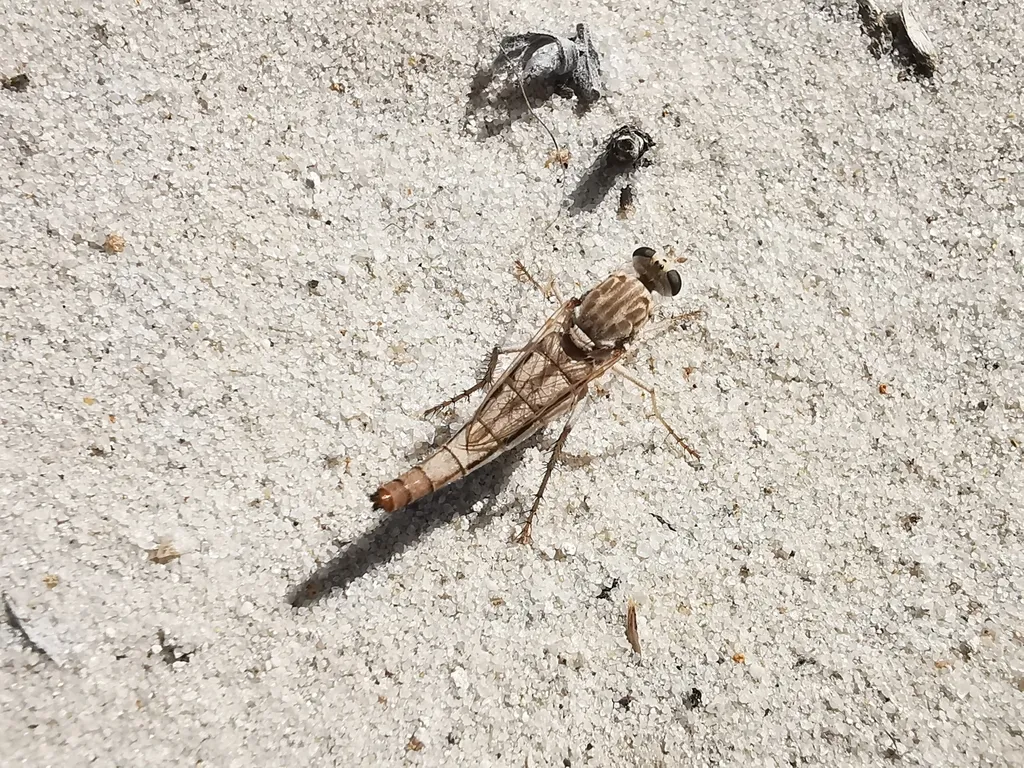 Apiocera mexicana