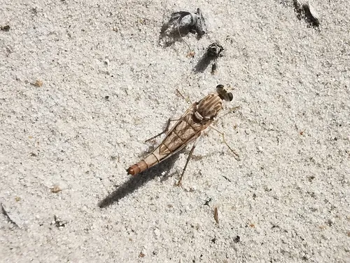 Apiocera mexicana - photo 2