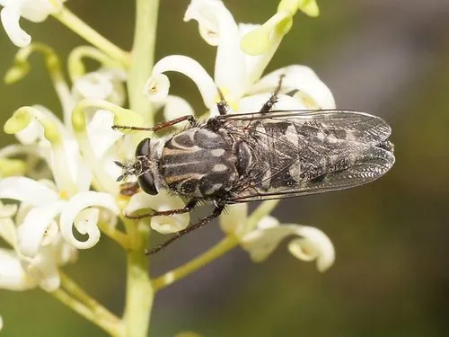 Apiocera moerens
