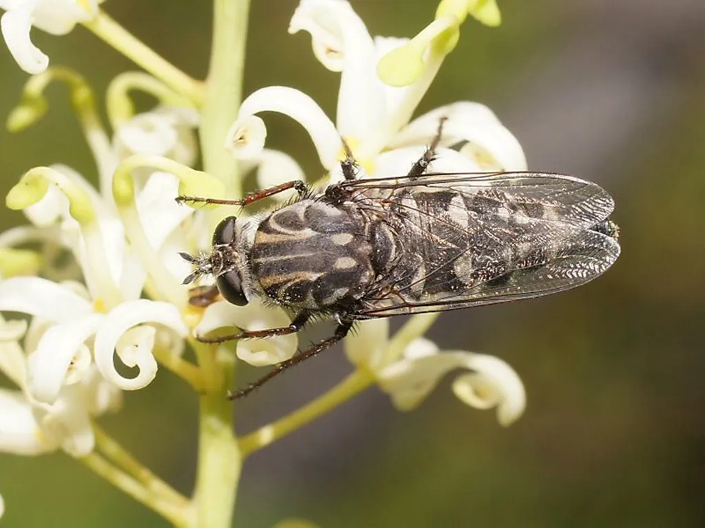 Apiocera moerens - photo 2
