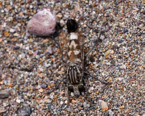 Apiocera obscura