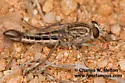 Apiocera painteri