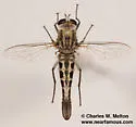 Apiocera painteri - photo 2