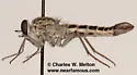 Apiocera painteri - photo 3