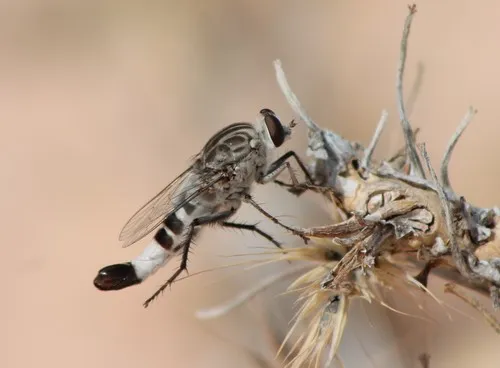 Apiocera pearcei