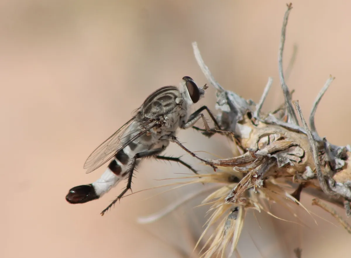 Apiocera pearcei - photo 3