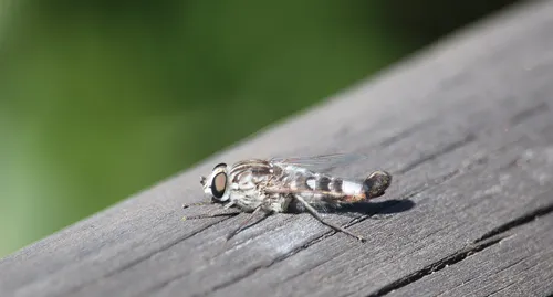 Apiocera philippii
