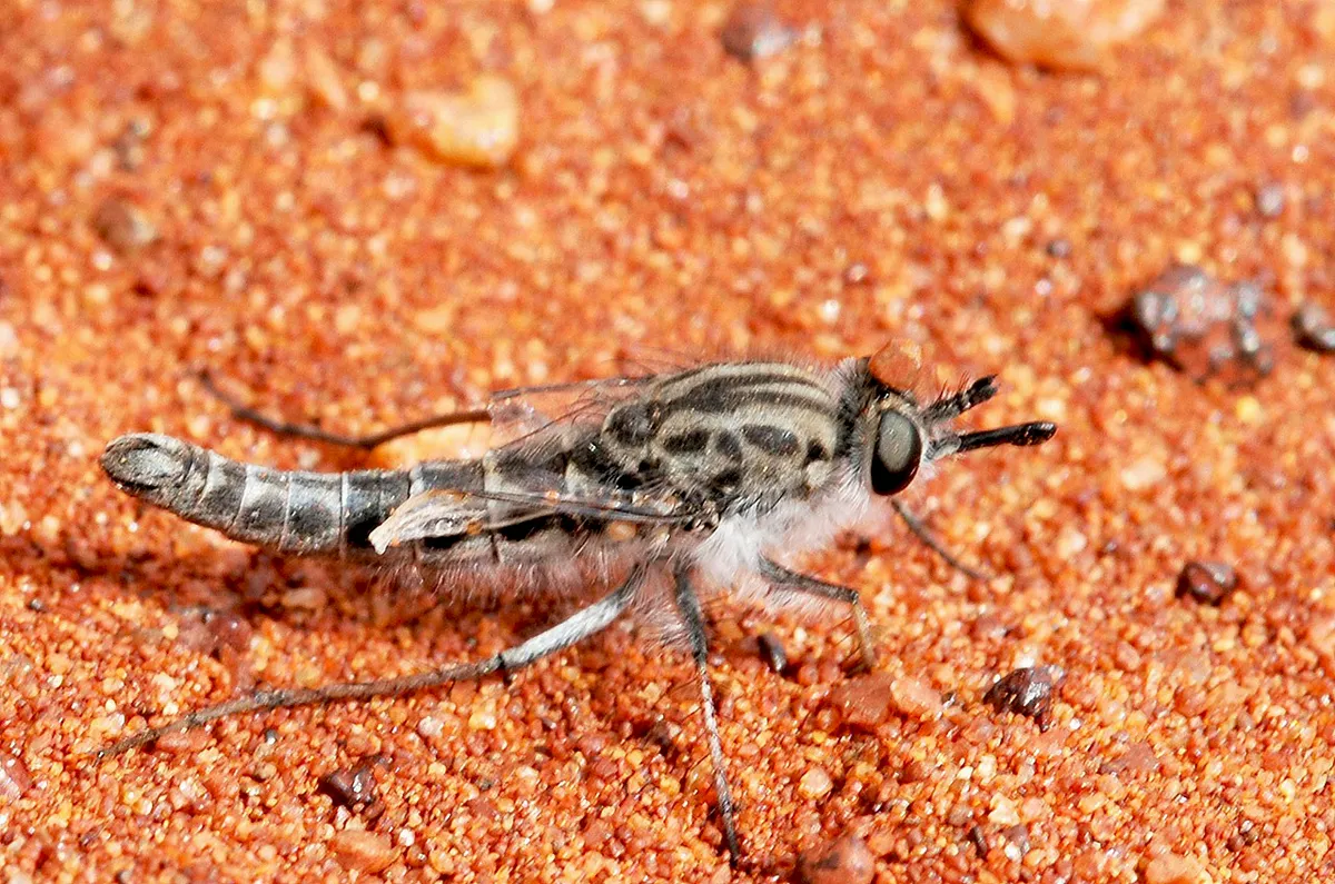 Flower-loving Flies - photo 2