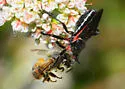 California Bee Assassin - photo 2