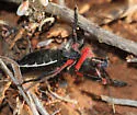 California Bee Assassin - photo 3