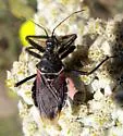 California Bee Assassin - photo 4