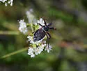 California Bee Assassin - photo 5