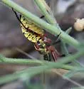Yellow-bellied Bee Assassin
