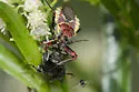 Yellow-bellied Bee Assassin - photo 4