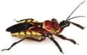 Yellow-bellied Bee Assassin - photo 5