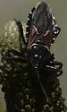 Montain Bee Assassin