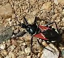 Montain Bee Assassin - photo 2