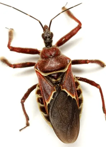 Plains Bee Assassin - photo 2