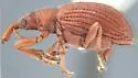 Apion carrorum - photo 2