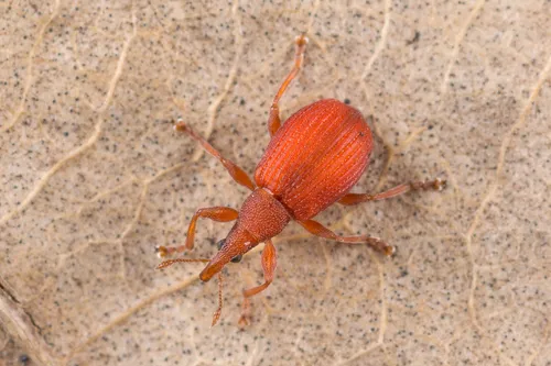 Apion frumentarium