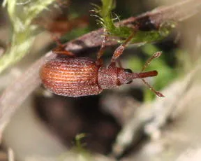 Apion haematodes