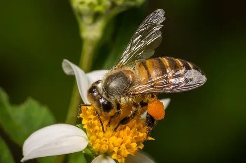Asian Honey Bee