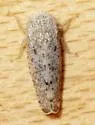 Aplanus albidus - photo 2