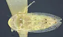 Aplanusiella californiensis - photo 3