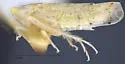 Aplanusiella californiensis - photo 4