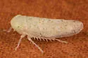 Aplanusiella utahensis - photo 2