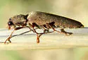 Aplastus arizonicus - Aplastus arizonicus