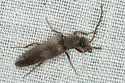 Aplastus cylindricus