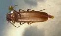 Aplastus piceicollis