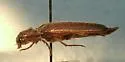 Aplastus piceicollis - photo 2