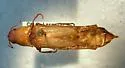 Aplastus piceicollis - photo 3